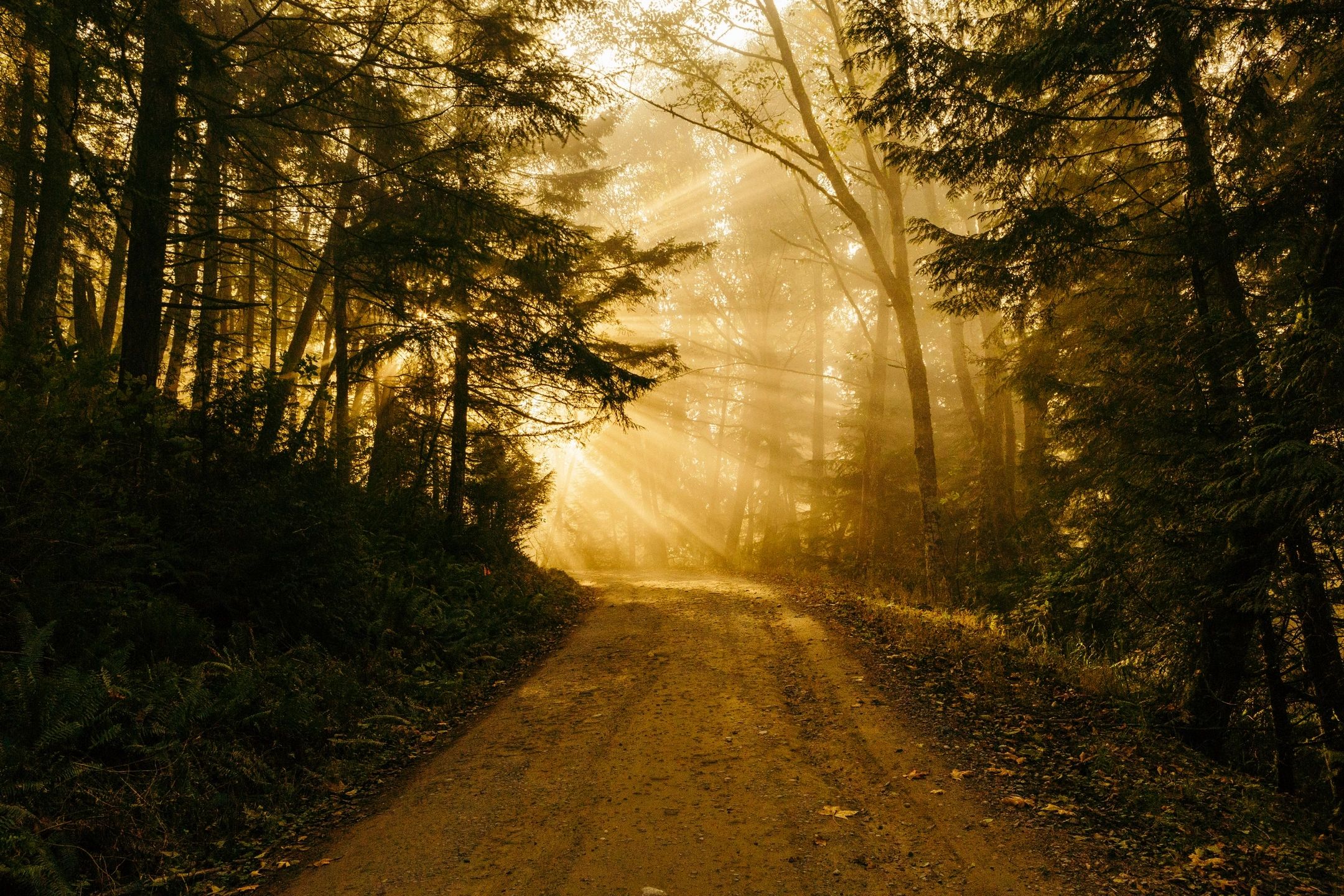 Serene forest path representing spiritual journey